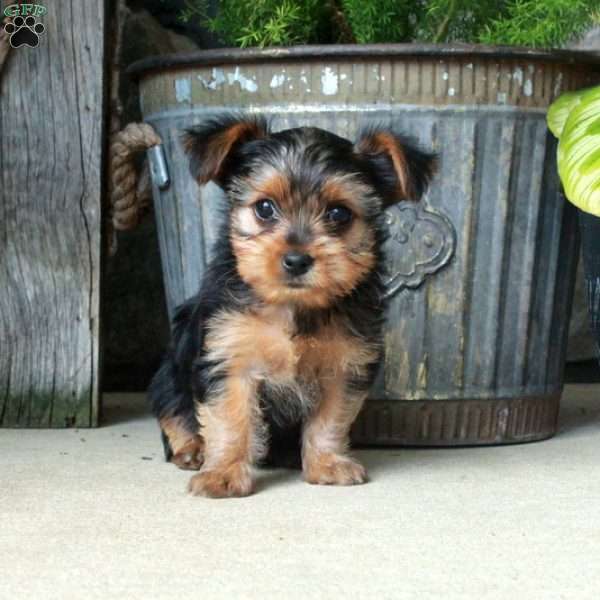 Alex, Yorkie Mix Puppy