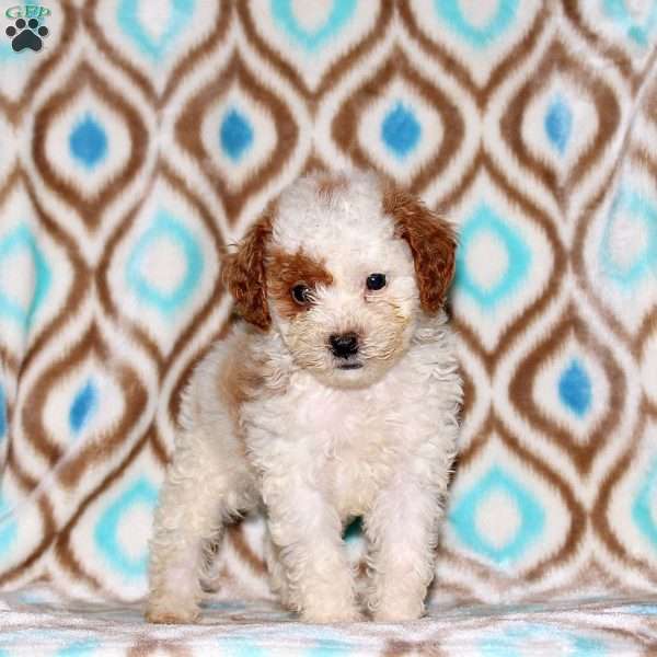 Alex, Miniature Poodle Puppy