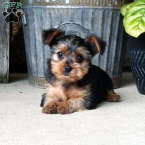 Alex, Yorkie Mix Puppy