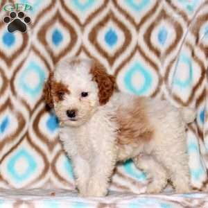 Alex, Miniature Poodle Puppy