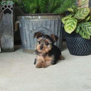 Alex, Yorkie Mix Puppy