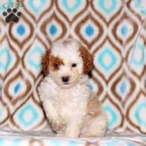 Alex, Miniature Poodle Puppy
