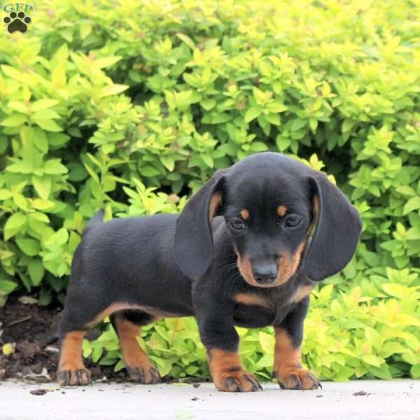Alice, Dachshund Puppy