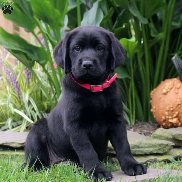 Alice, Black Labrador Retriever Puppy