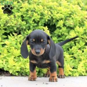 Alice, Dachshund Puppy
