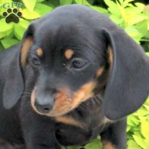 Alice, Dachshund Puppy