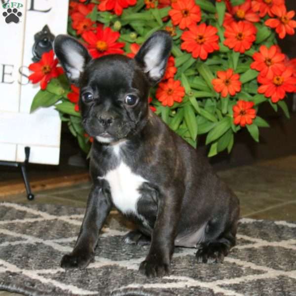Alice, Frenchton Puppy
