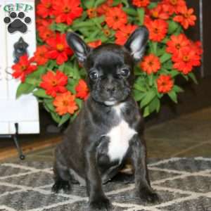 Alice, Frenchton Puppy