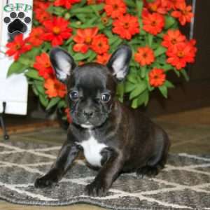Alice, Frenchton Puppy