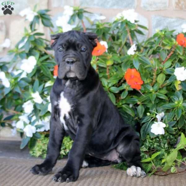 Alisha, Cane Corso Puppy