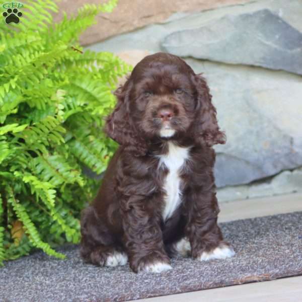 Alisha, Cocker Spaniel Puppy