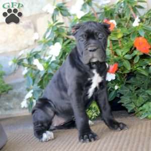 Alisha, Cane Corso Puppy