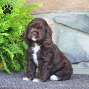 Alisha, Cocker Spaniel Puppy
