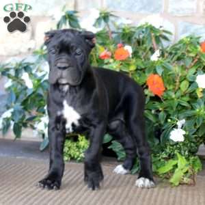 Alisha, Cane Corso Puppy