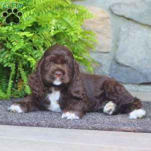 Alisha, Cocker Spaniel Puppy