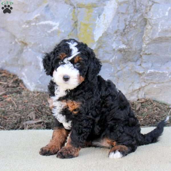 Alleah, Mini Bernedoodle Puppy