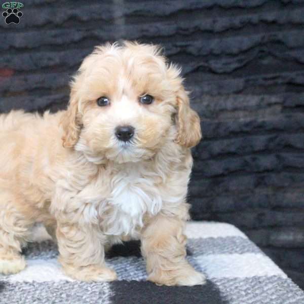 Allen, Maltipoo Puppy