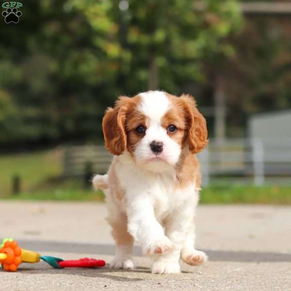 Allie, Cavalier King Charles Spaniel Puppy