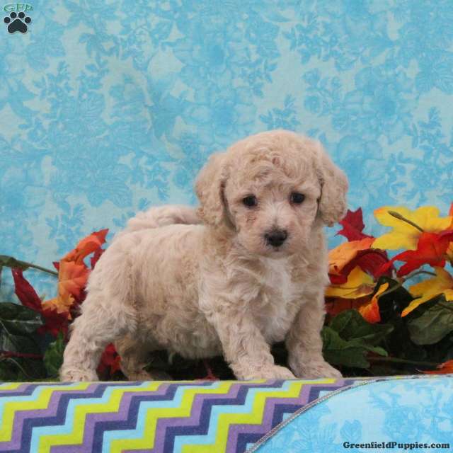 Almond (Bich-Poo, Male) in Quarryville, PA