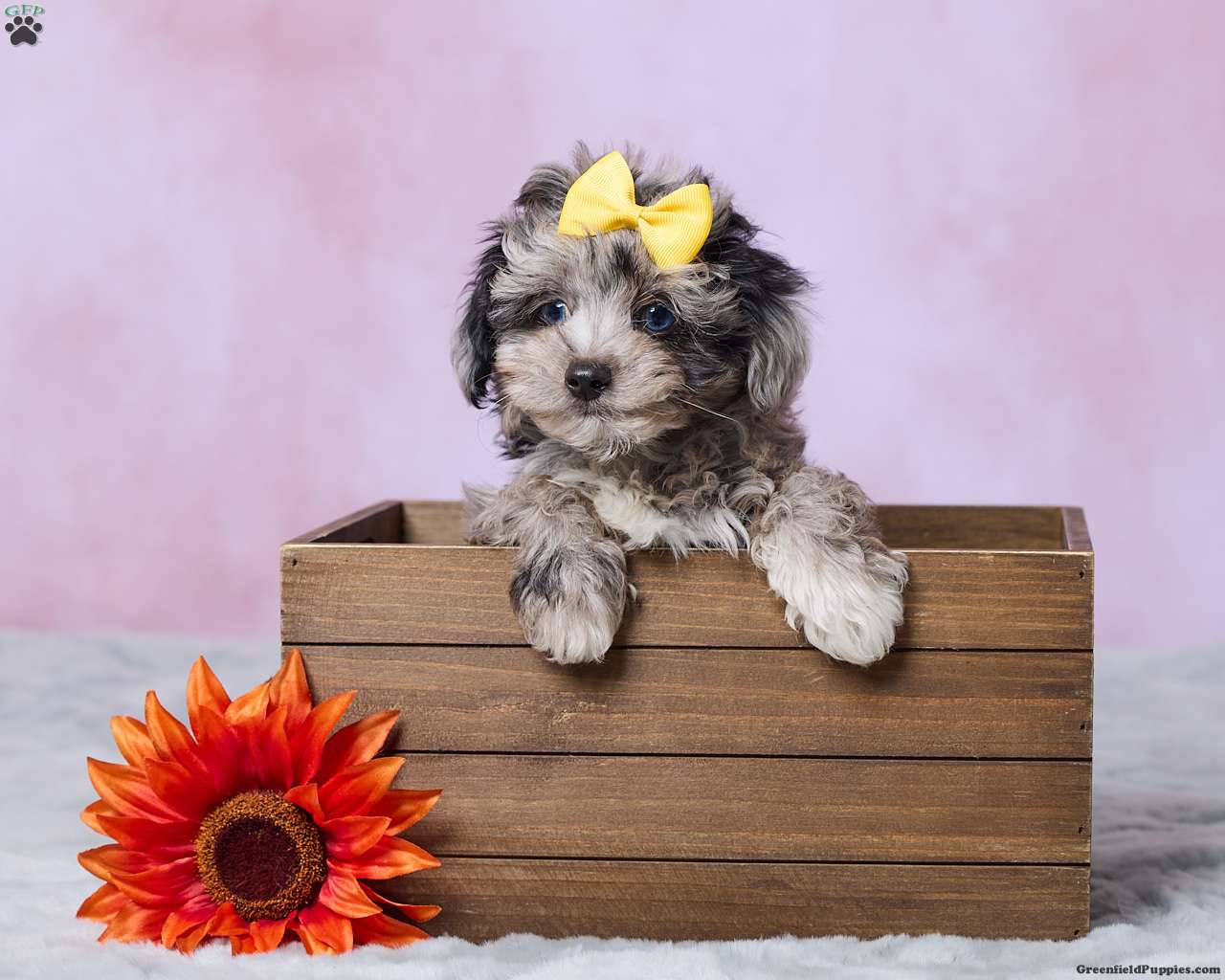 Amber, Mini Aussiedoodle