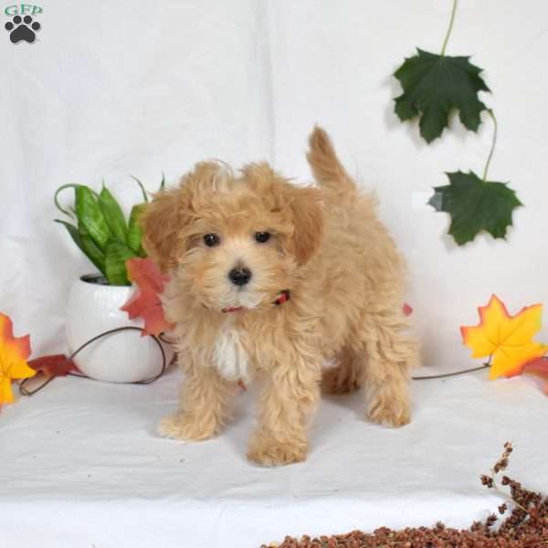 Amber, Maltipoo Puppy