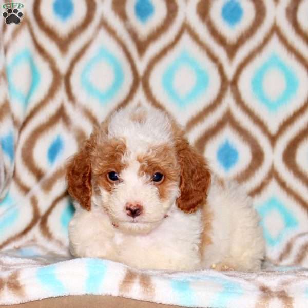 Amber, Miniature Poodle Puppy