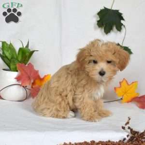 Amber, Maltipoo Puppy