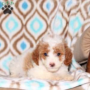 Amber, Miniature Poodle Puppy