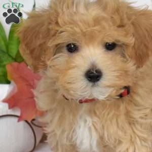 Amber, Maltipoo Puppy