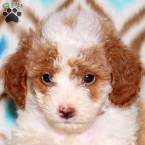 Amber, Miniature Poodle Puppy