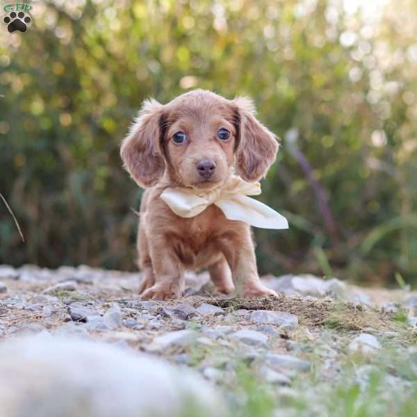 Amelia, Dachshund Puppy