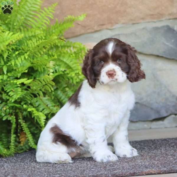 Amy, Cocker Spaniel Puppy