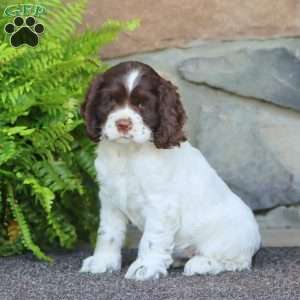 Amy, Cocker Spaniel Puppy