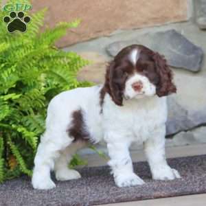 Amy, Cocker Spaniel Puppy