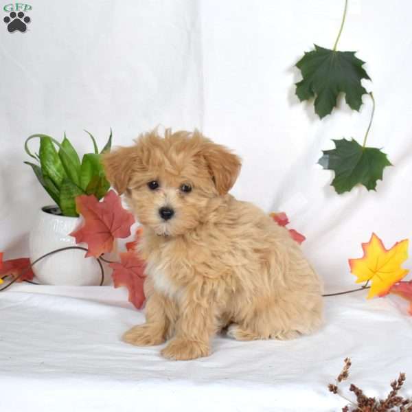 Andy, Maltipoo Puppy