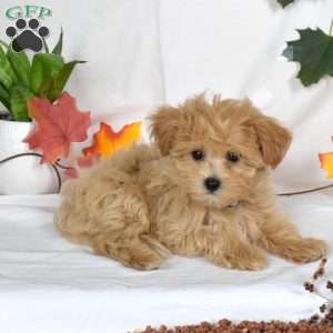 Andy, Maltipoo Puppy