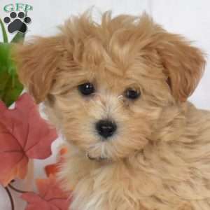 Andy, Maltipoo Puppy