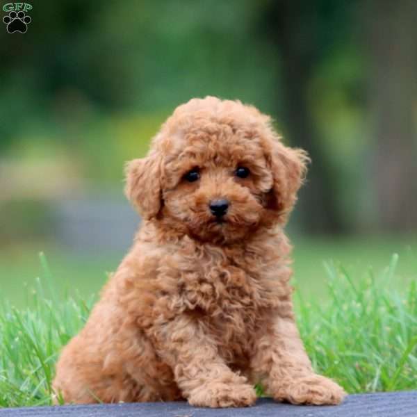 Andy, Toy Poodle Puppy