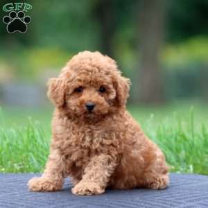 Andy, Toy Poodle Puppy