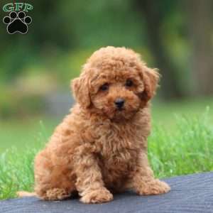 Andy, Toy Poodle Puppy