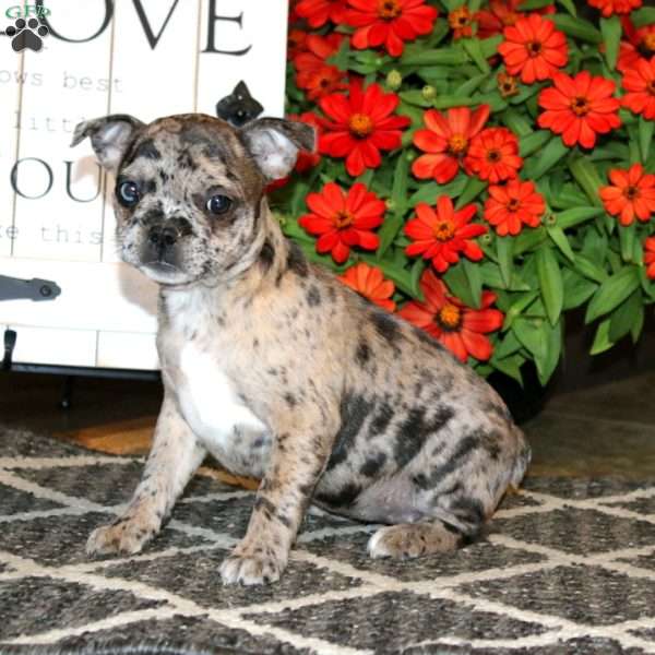 Angela, Frenchton Puppy