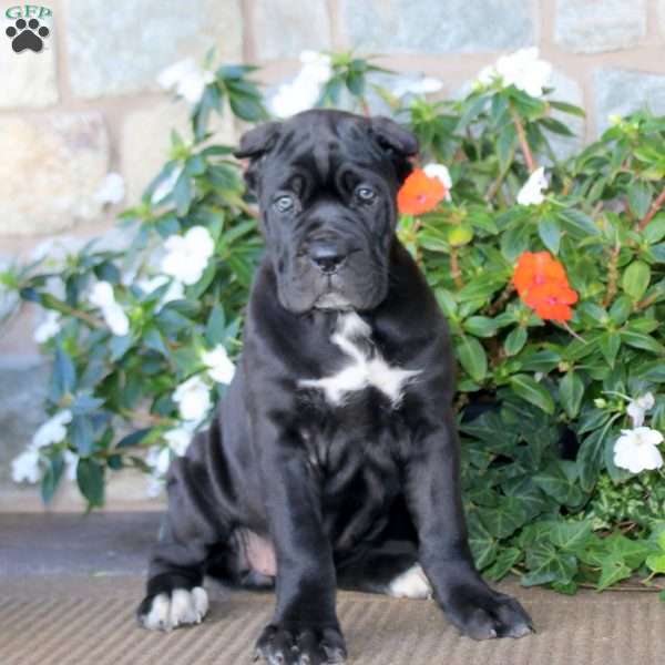 Angela, Cane Corso Puppy