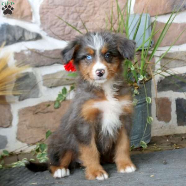 Angela, Mini Bernedoodle Puppy