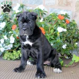 Angela, Cane Corso Puppy