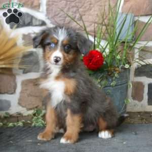 Angela, Mini Bernedoodle Puppy