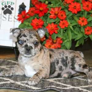 Angela, Frenchton Puppy