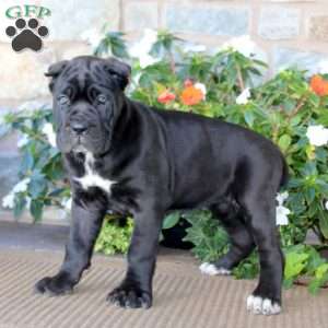 Angela, Cane Corso Puppy