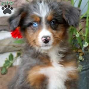 Angela, Mini Bernedoodle Puppy