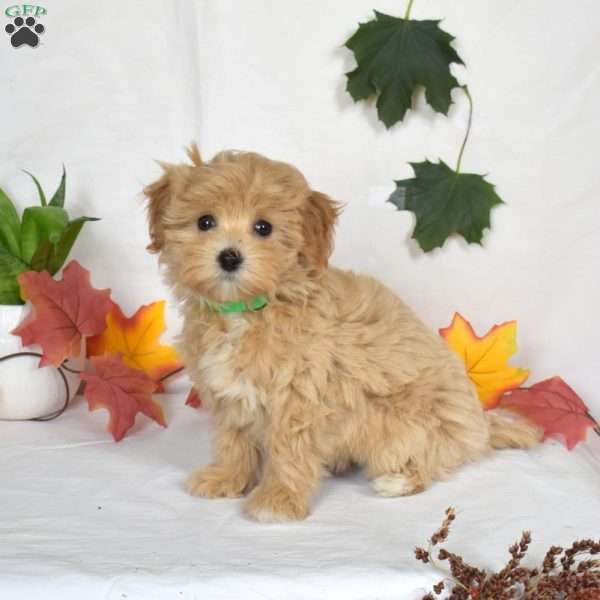 Angie, Maltipoo Puppy