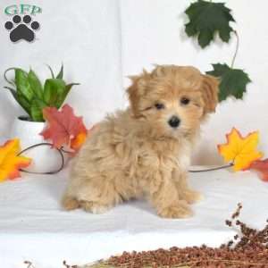 Angie, Maltipoo Puppy